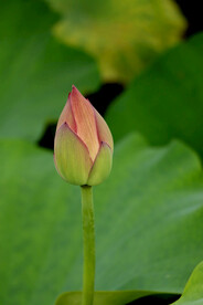 荷花花苞