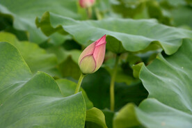 荷花花苞