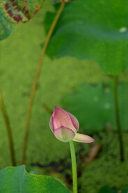 荷花花苞