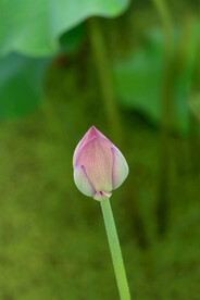 荷花花苞