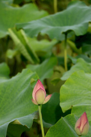 荷花花苞