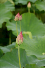 荷花花苞