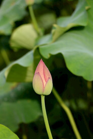 荷花花苞