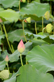荷花花苞