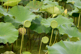 莲蓬莲子