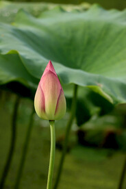 荷花花苞