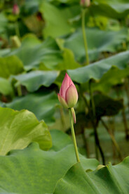 荷花花苞