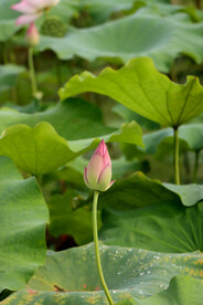 荷花花苞