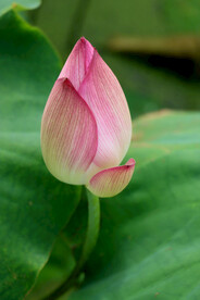 荷花花苞