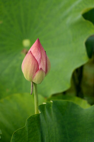 荷花花苞
