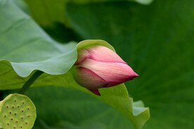 荷花花苞