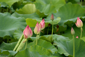 荷花花苞