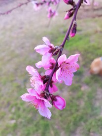 桃花枝