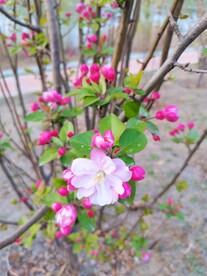海棠花海棠 