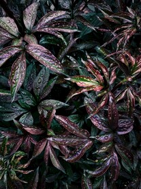高清植物叶子摄影