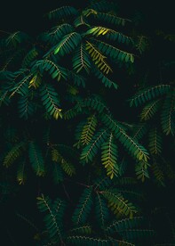 绿色植物摄影
