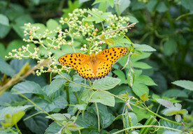 绿叶上的黄色蝴蝶