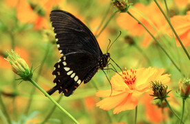 黑色蝴蝶高清素材