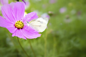 紫色花朵上的白色蝴蝶