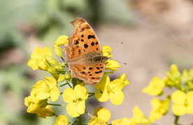 生物素材蝴蝶图片素材  