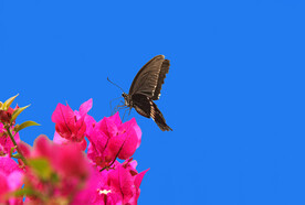 盛开的花朵上的蝴蝶