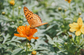 花丛里的花色蝴蝶