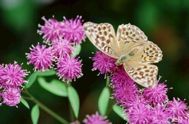 美丽的花朵上的蝴蝶 