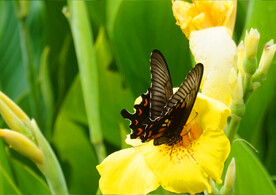 美丽的花朵上的蝴蝶 