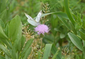 花朵上的白色蝴蝶