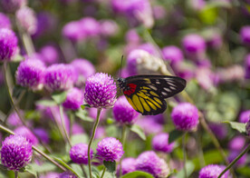 美丽的花朵上的蝴蝶 