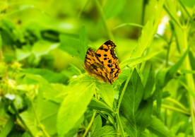 生物素材蝴蝶图片素材  