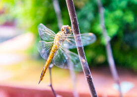 蜻蜓高清摄影图  