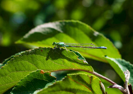 蜻蜓高清摄影图