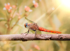 树枝上的蜻蜓摄影图