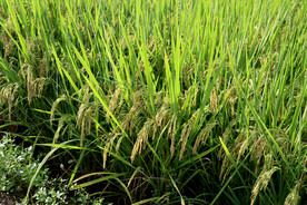水稻