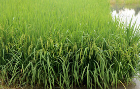 水稻