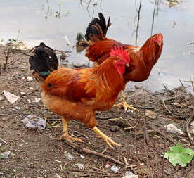 走地鸡