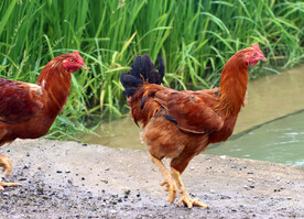 散养鸡