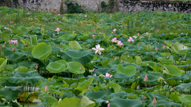 荷花盛开
