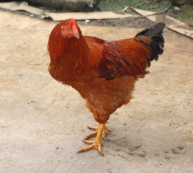 散养鸡