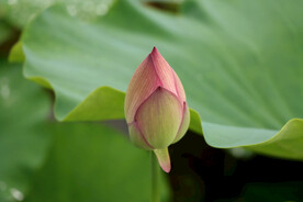 荷花花苞