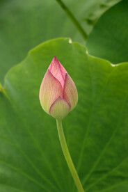 荷花花苞