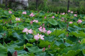 荷花盛开