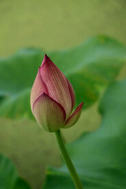 荷花花苞