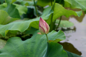 荷花花苞