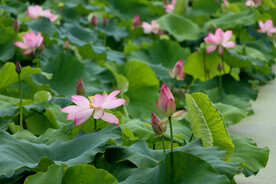 荷花盛开
