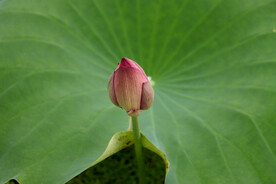 荷花花苞