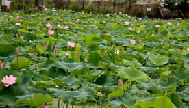 荷花盛开