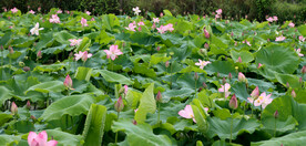荷花盛开