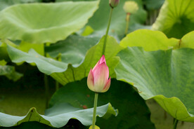 荷花花苞花蕾